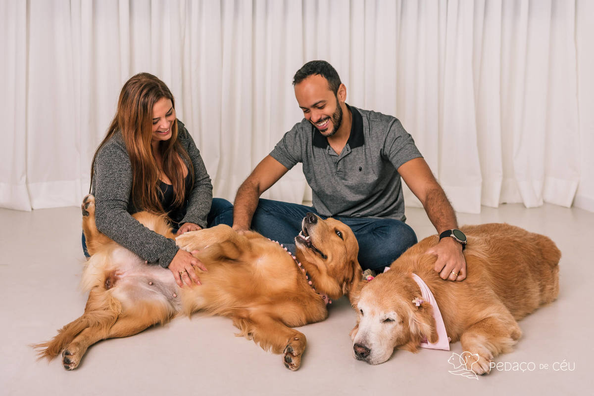 ensaio estúdio Golden Retriever Rio de Janeiro