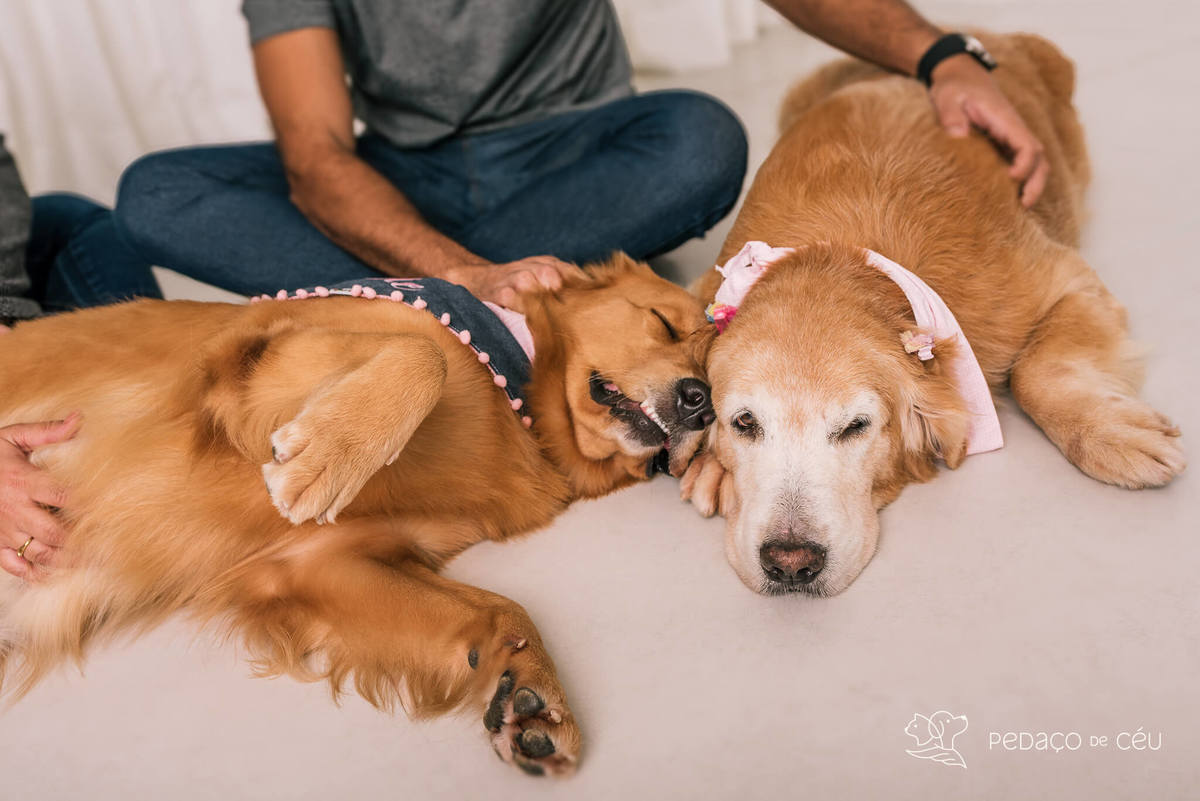 ensaio estúdio Golden Retriever Rio de Janeiro