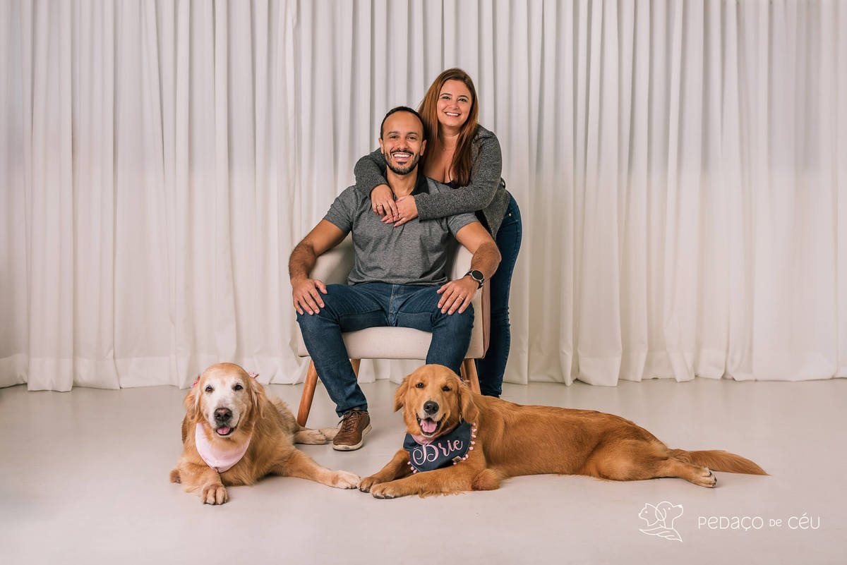 ensaio estúdio Golden Retriever Rio de Janeiro