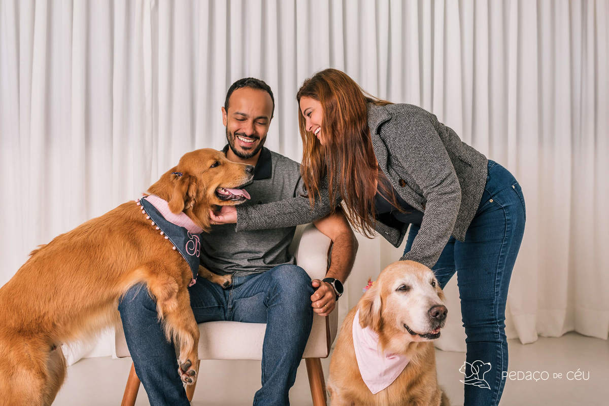 ensaio estúdio Golden Retriever Rio de Janeiro