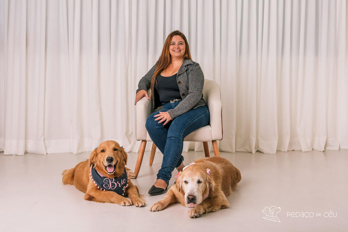 ensaio estúdio Golden Retriever Rio de Janeiro