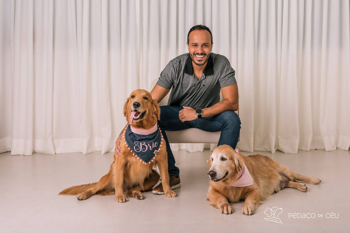 ensaio estúdio Golden Retriever Rio de Janeiro