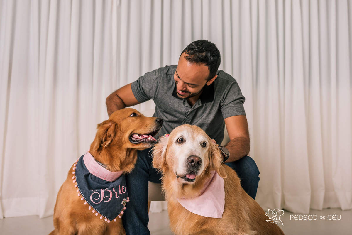 ensaio estúdio Golden Retriever Rio de Janeiro