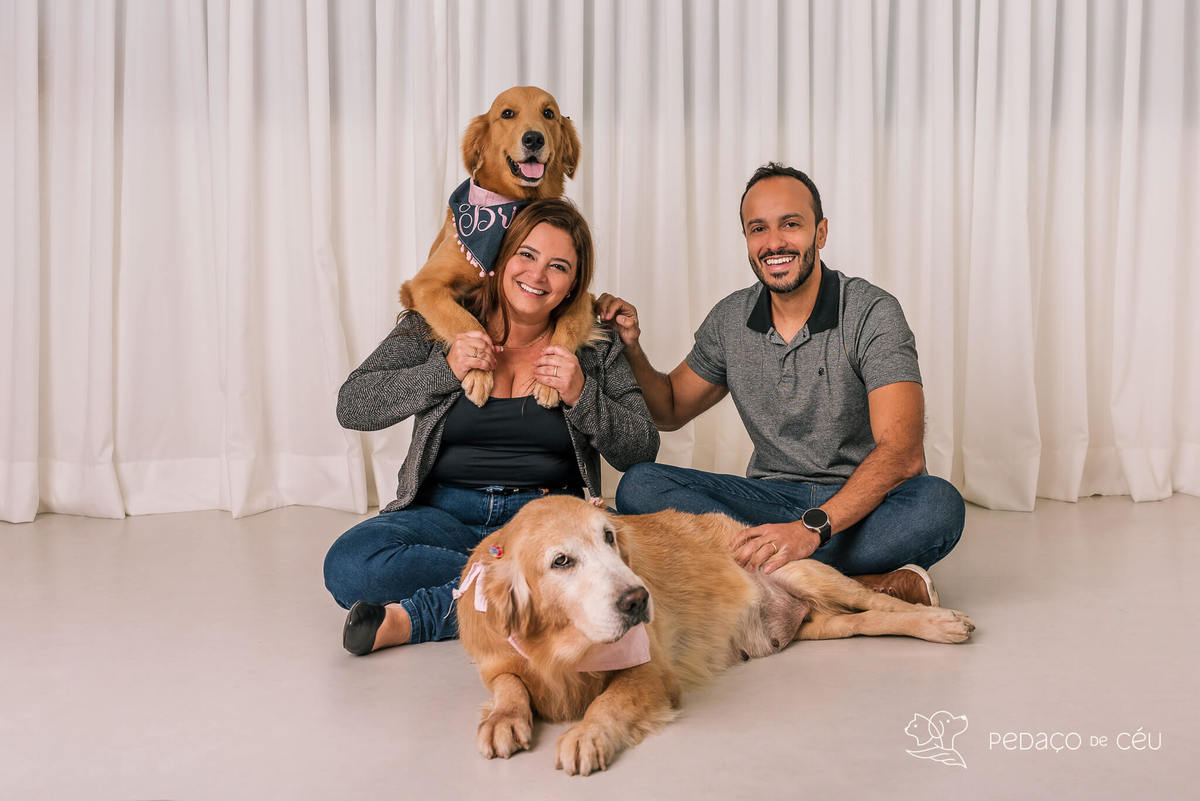ensaio estúdio Golden Retriever Rio de Janeiro