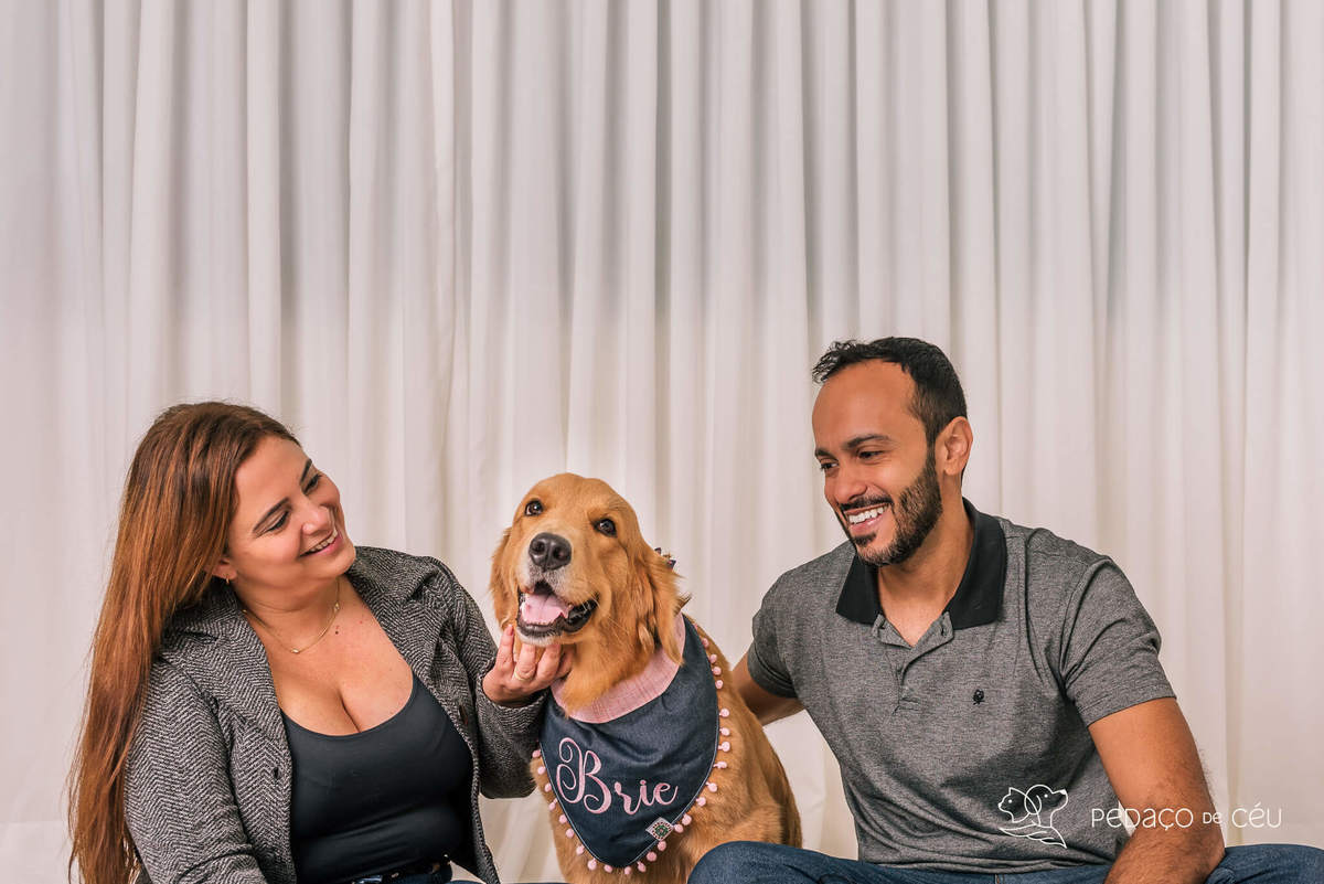 ensaio estúdio Golden Retriever Rio de Janeiro