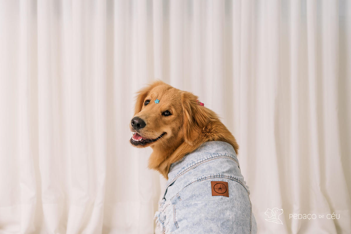 Ensaio pet Golden Retriever Rio de Janeiro