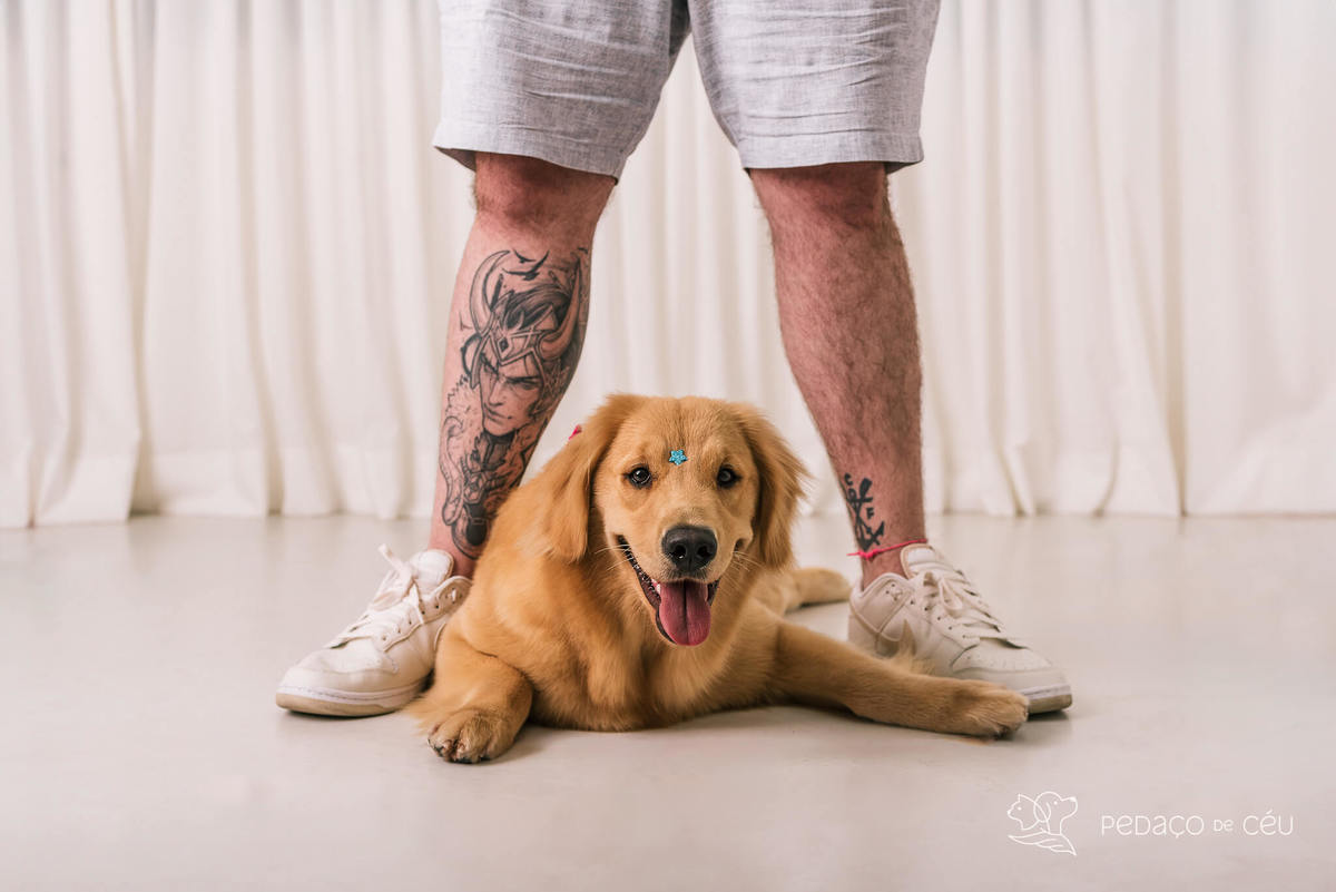 Ensaio pet Golden Retriever Rio de Janeiro