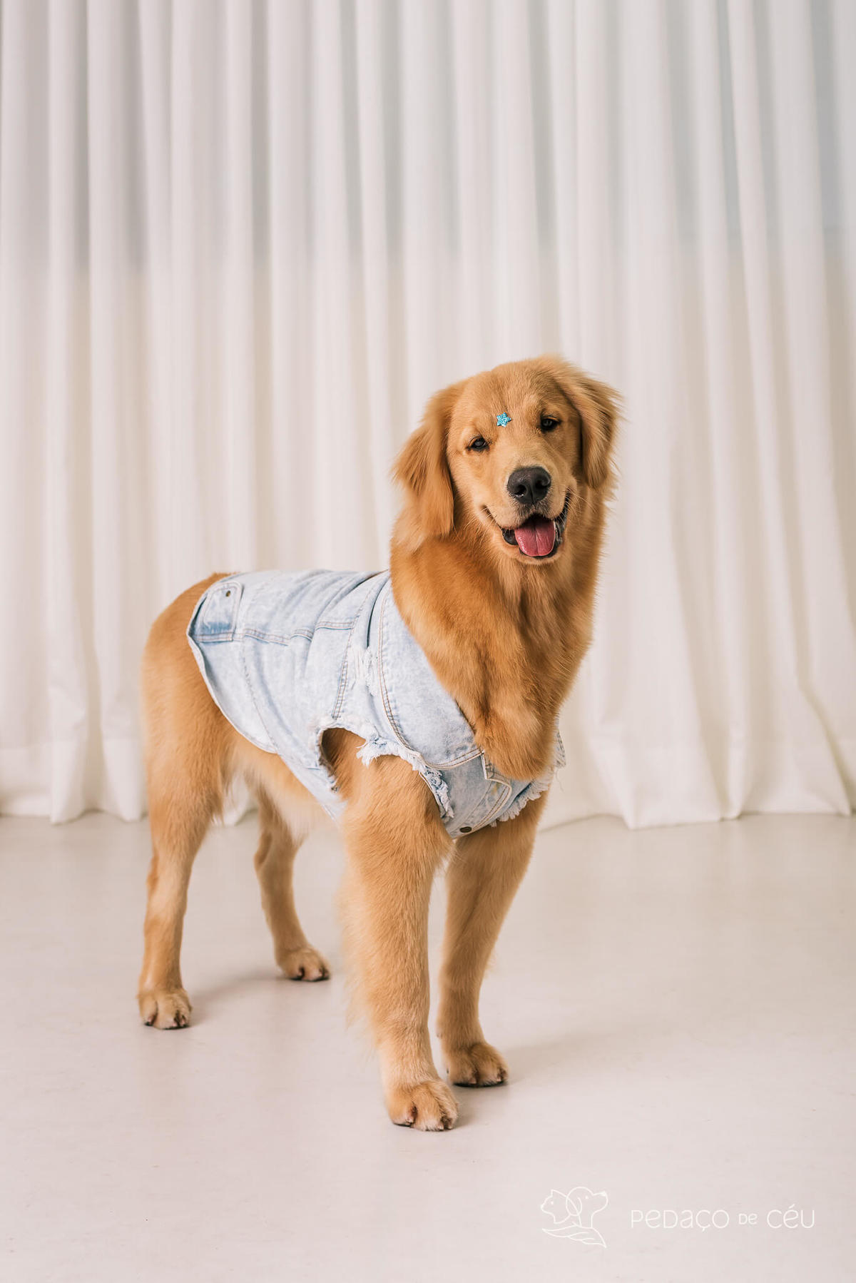 Ensaio pet Golden Retriever Rio de Janeiro