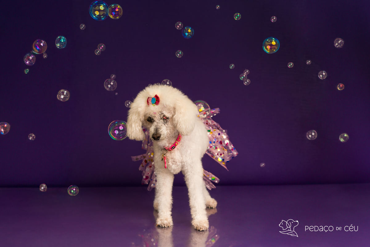 Cake smash pet poodle Rio de Janeiro