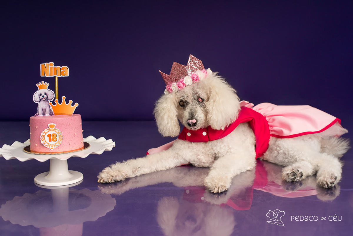 Cake smash pet poodle Rio de Janeiro