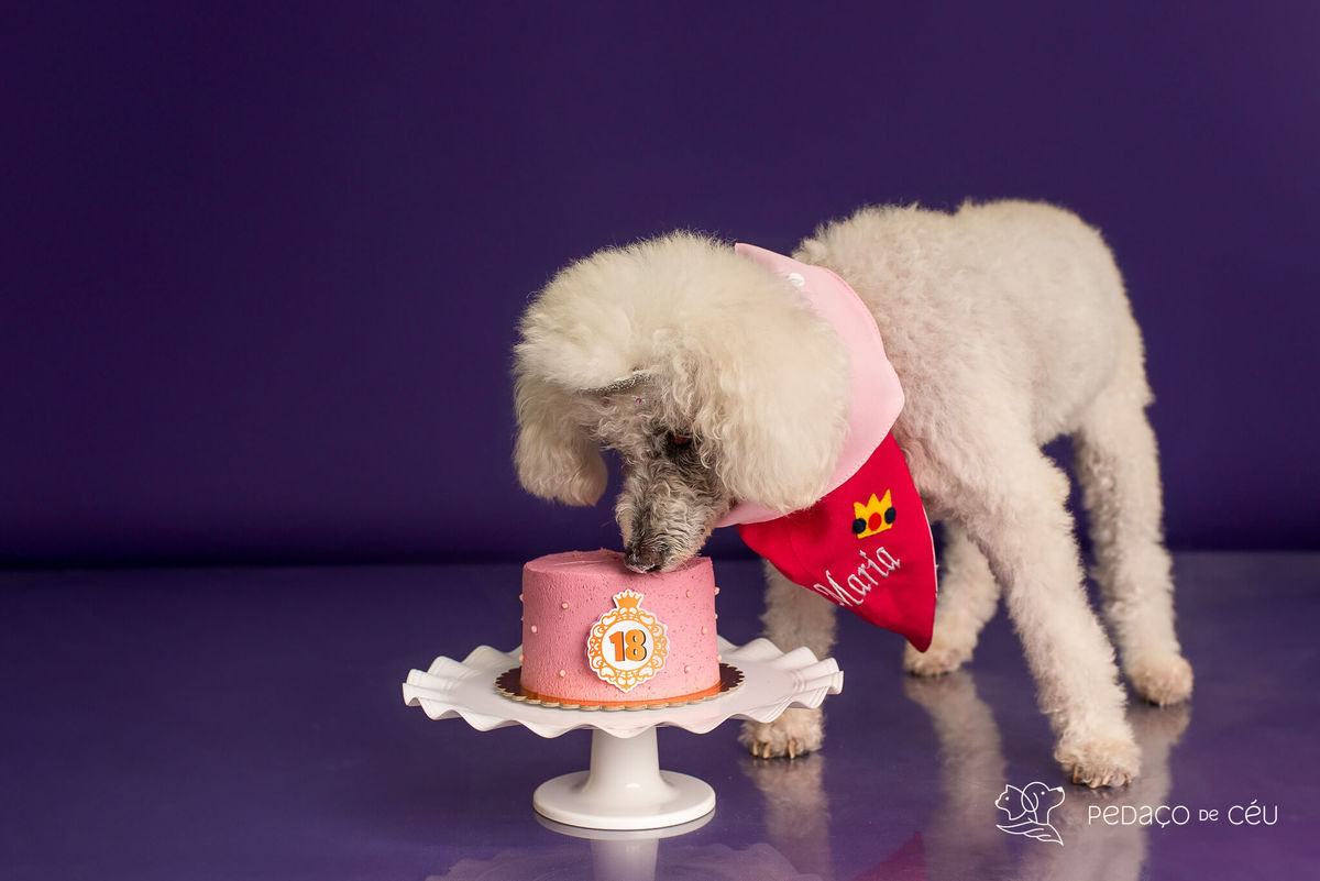 Cake smash pet poodle Rio de Janeiro