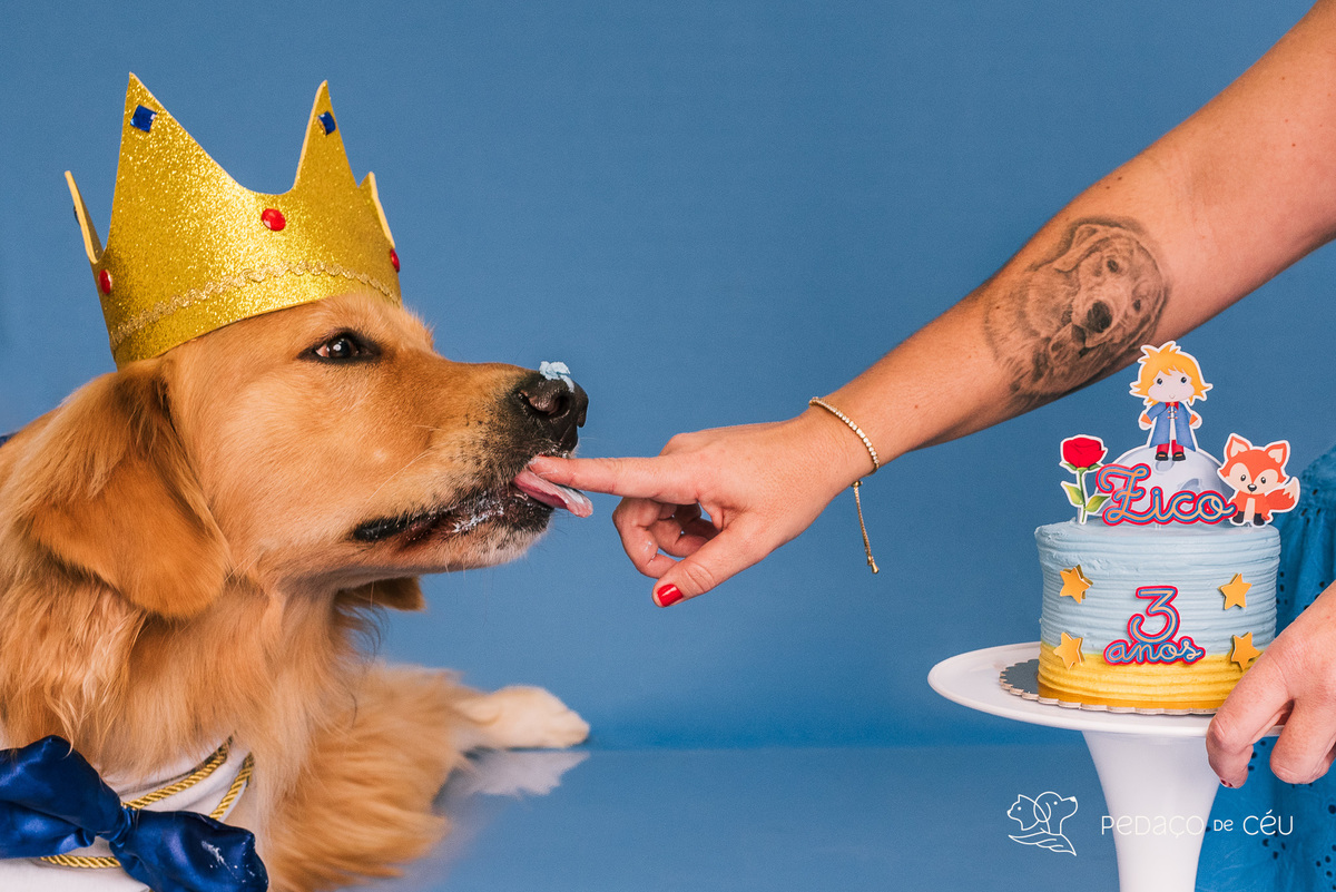 Cake Smash Golden pet Rio de Janeiro