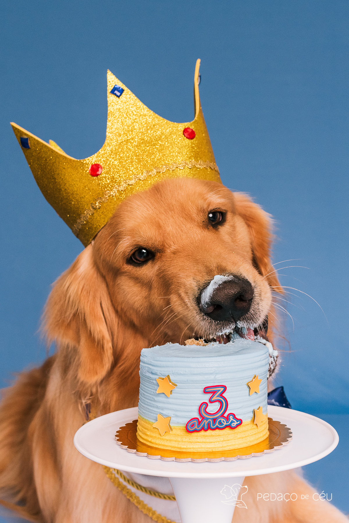 Cake Smash Golden pet Rio de Janeiro