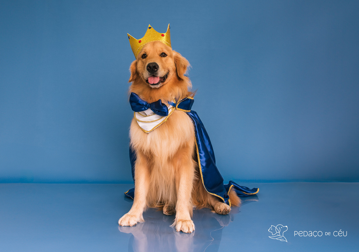 Cake Smash Golden pet Rio de Janeiro