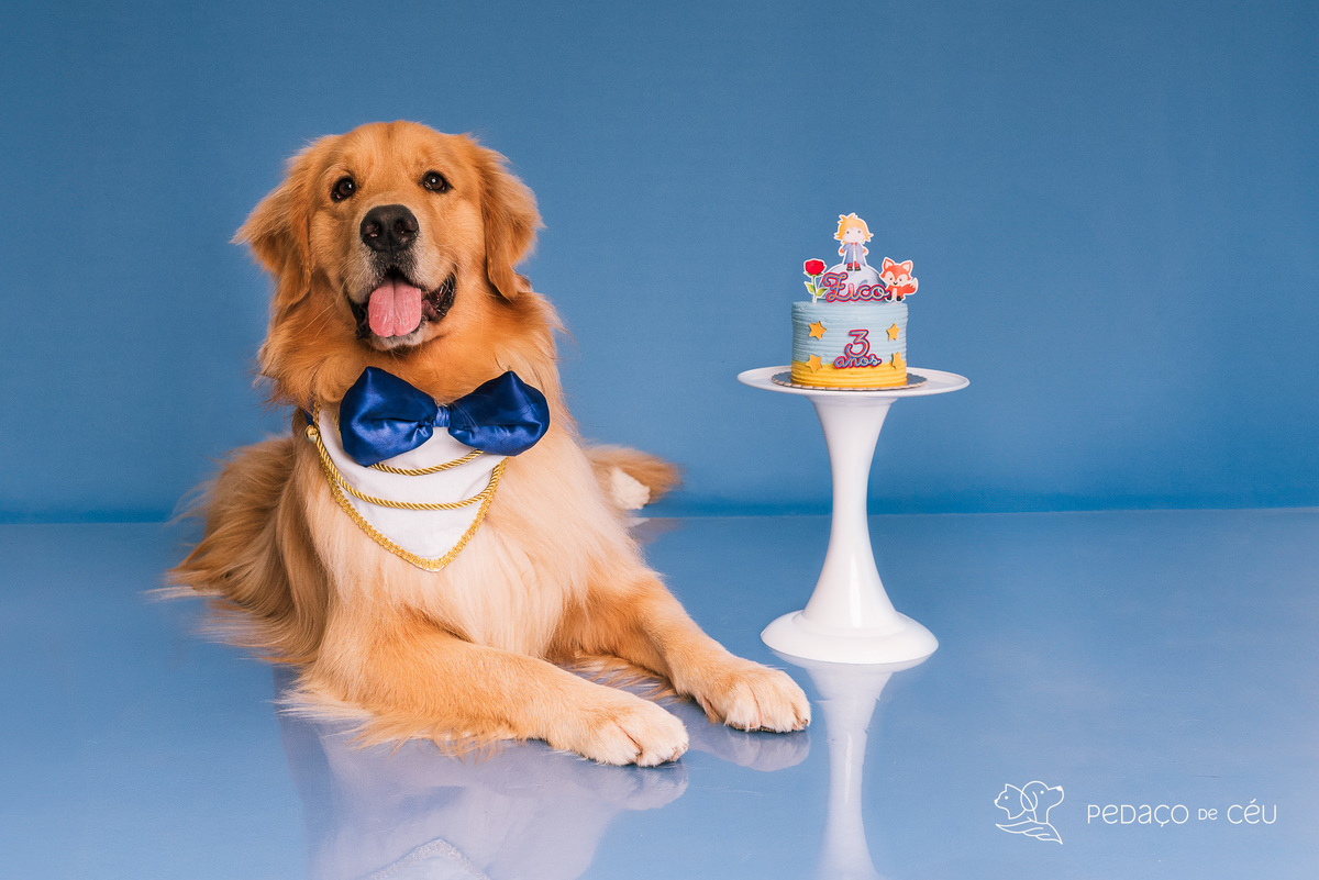 Cake Smash Golden pet Rio de Janeiro