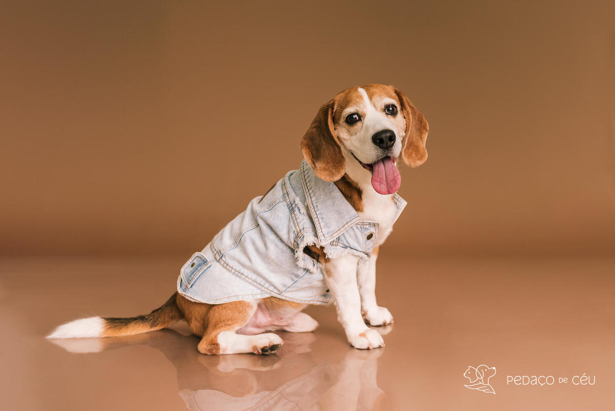Ensaio pet estúdio Beagle Rio de Janeiro