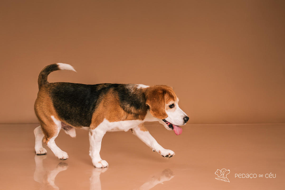 Ensaio pet estúdio Beagle Rio de Janeiro