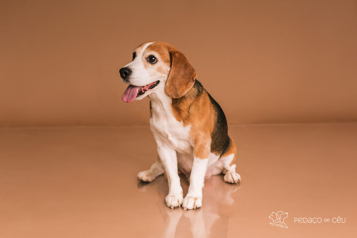 Ensaio pet estúdio Beagle Rio de Janeiro