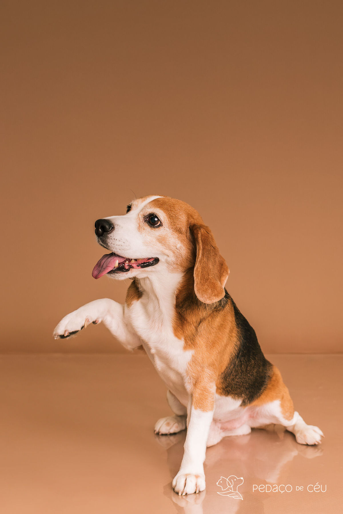 Ensaio pet estúdio Beagle Rio de Janeiro