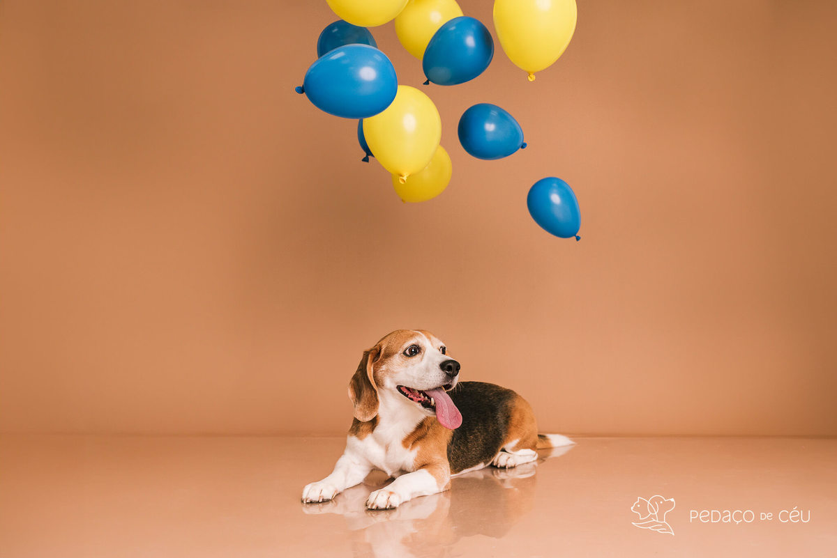 Ensaio pet estúdio Beagle Rio de Janeiro