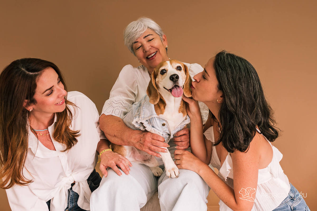 Ensaio pet estúdio Beagle Rio de Janeiro