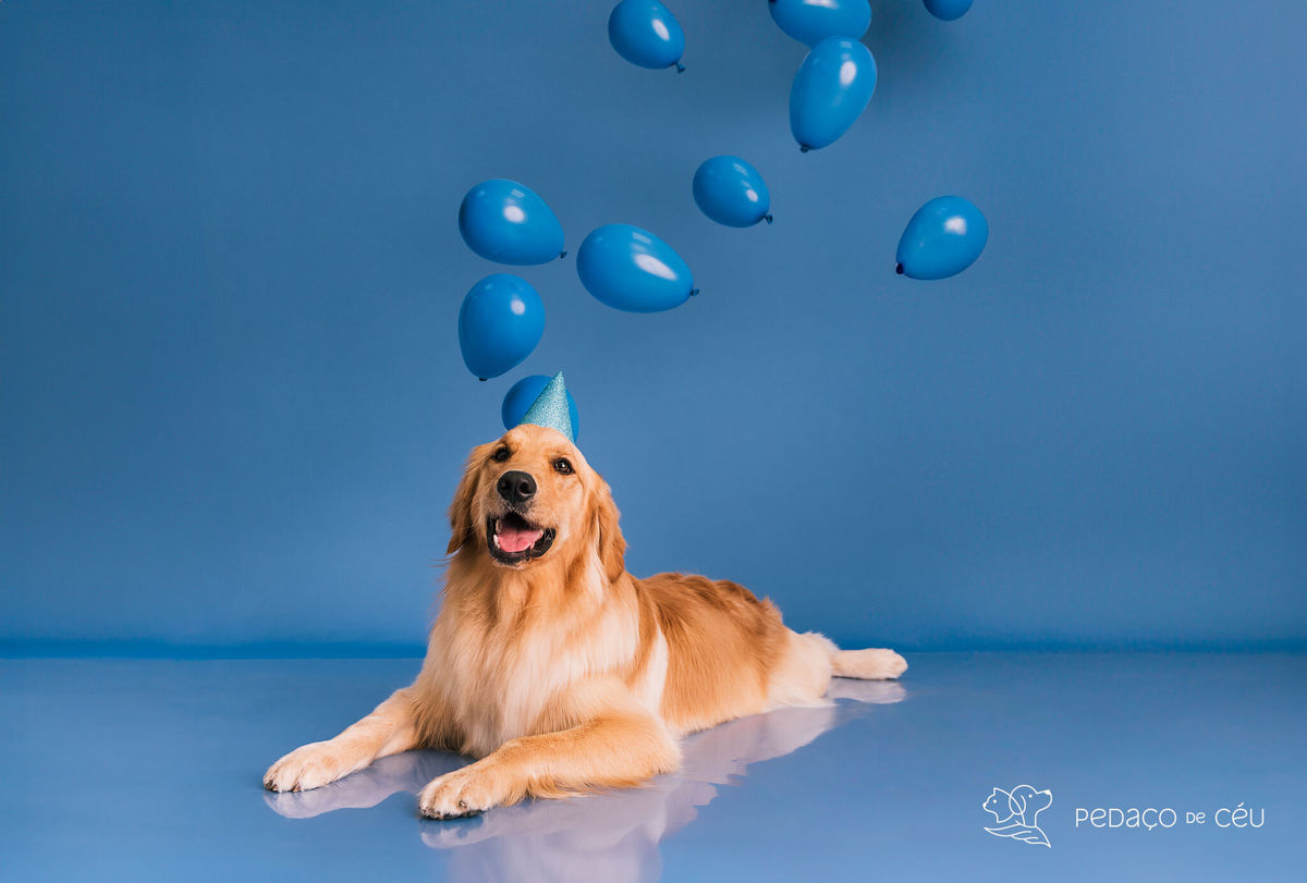 Ensaio pet Golden Rio de Janeiro