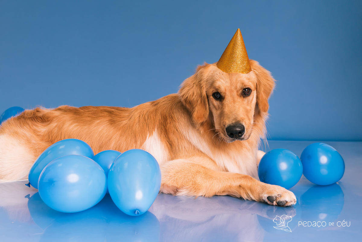 Ensaio pet Golden Rio de Janeiro