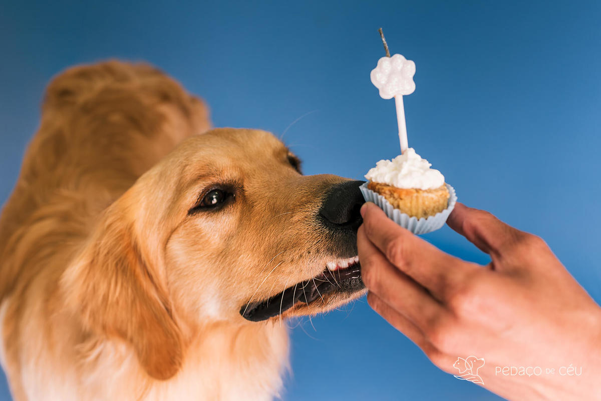 Ensaio pet Golden Rio de Janeiro