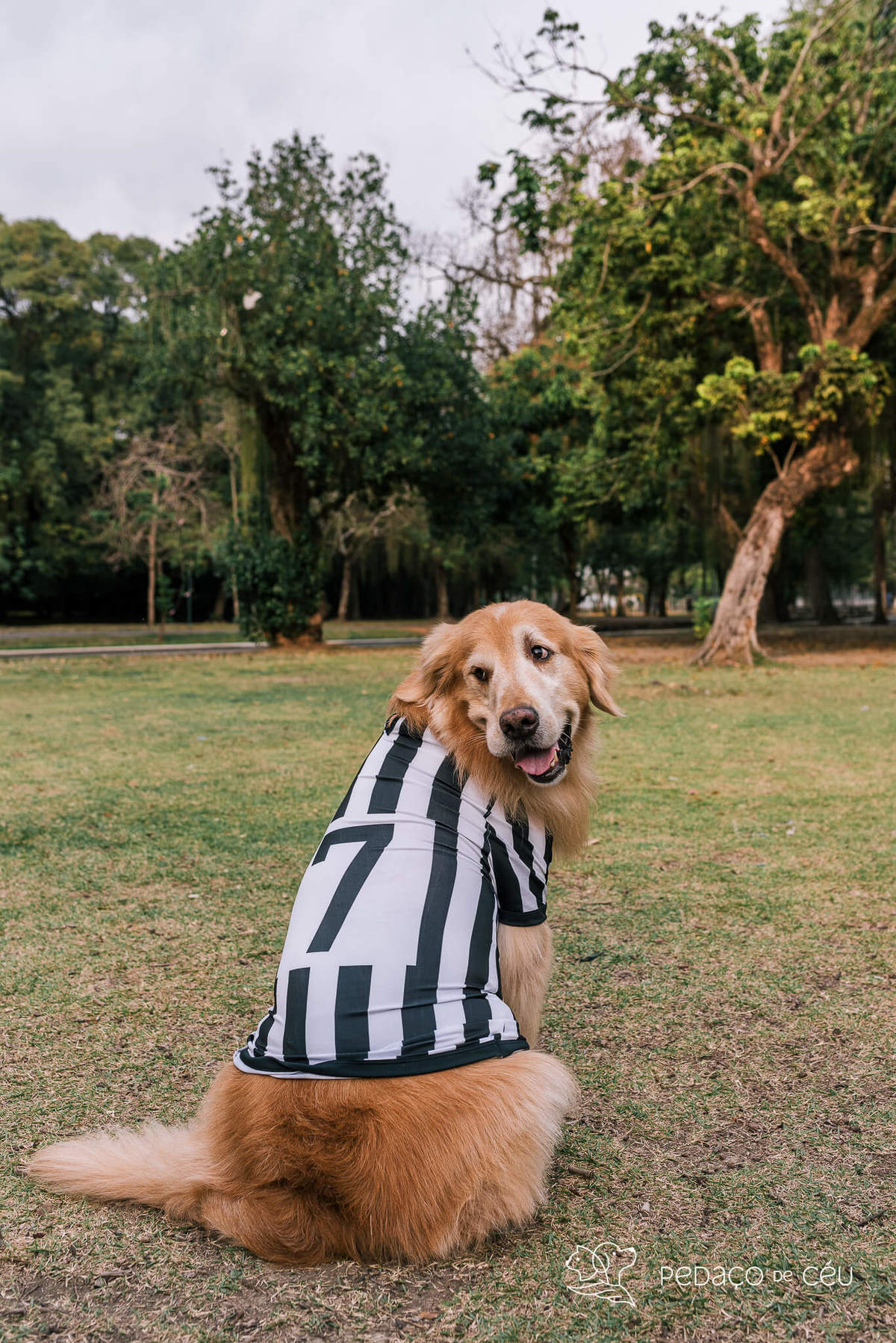Ensaio externo Golden Rio de Janeiro