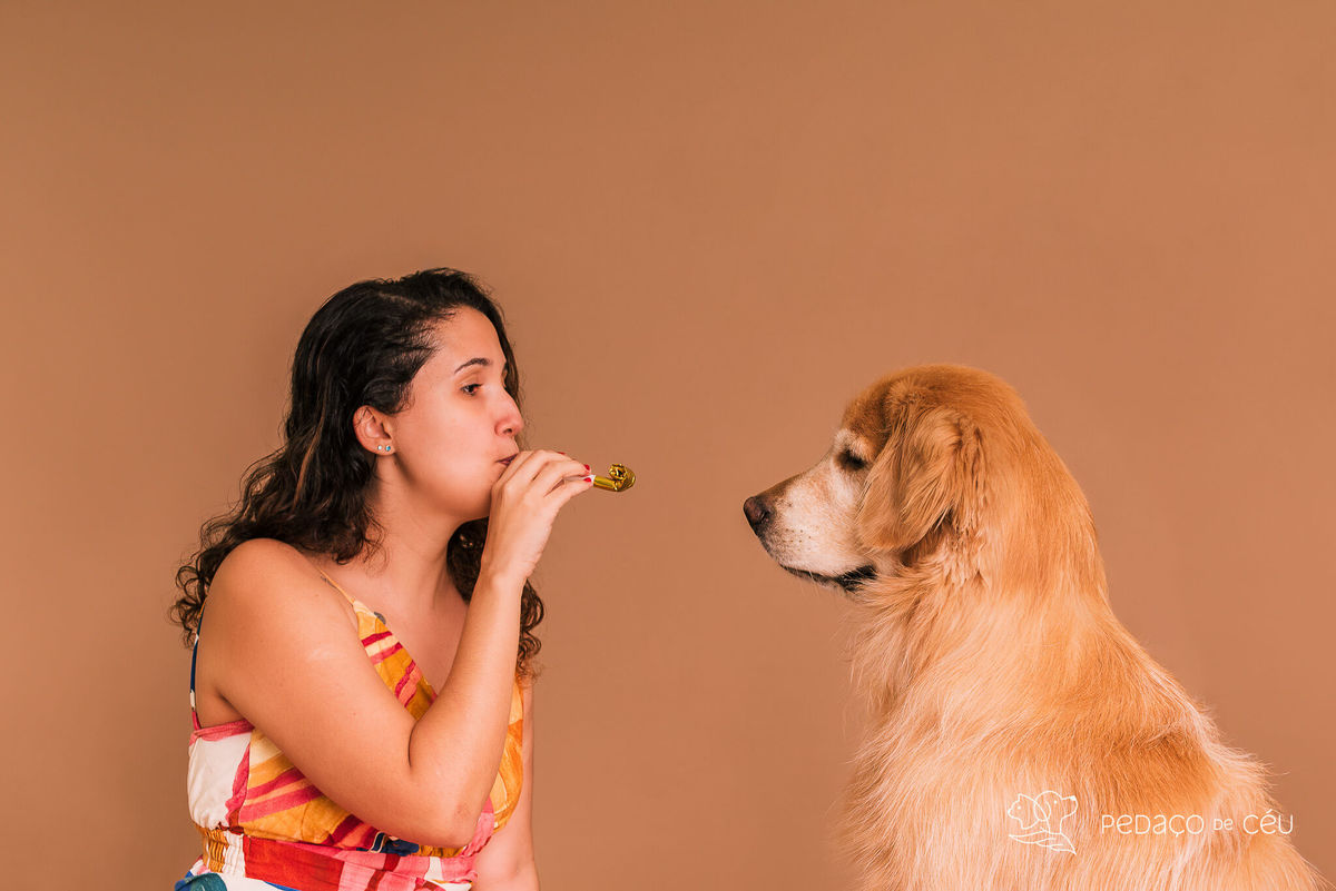 Ensaio Golden Retriever Rio de Janeiro 