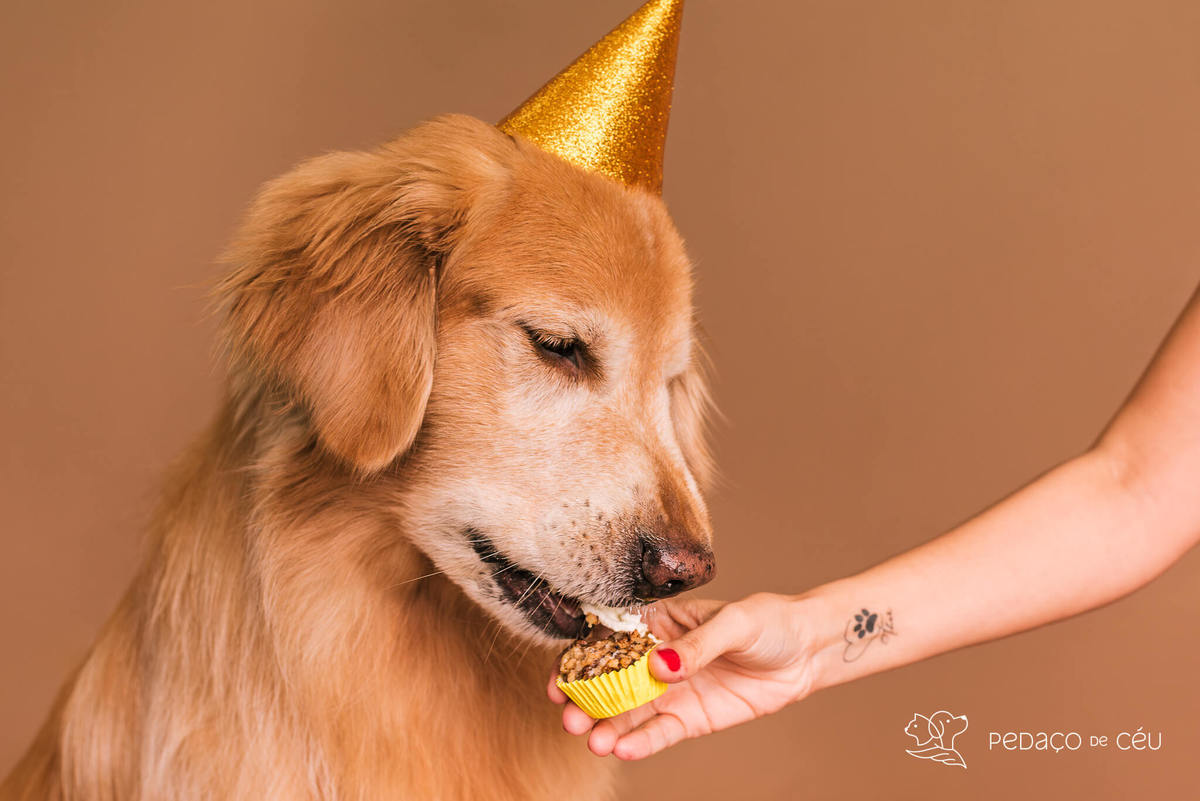 Ensaio Golden Retriever Rio de Janeiro 