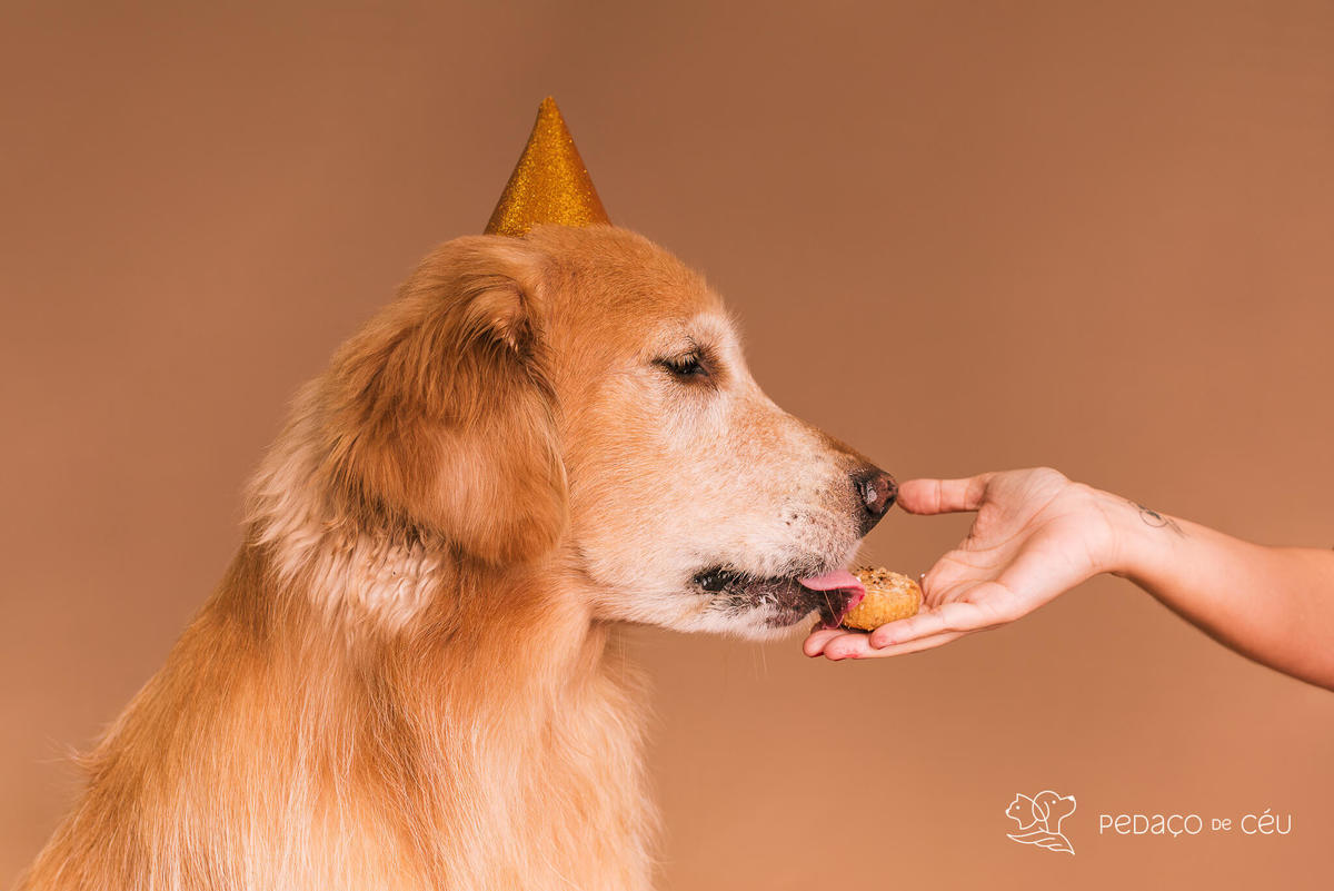 Ensaio Golden Retriever Rio de Janeiro 
