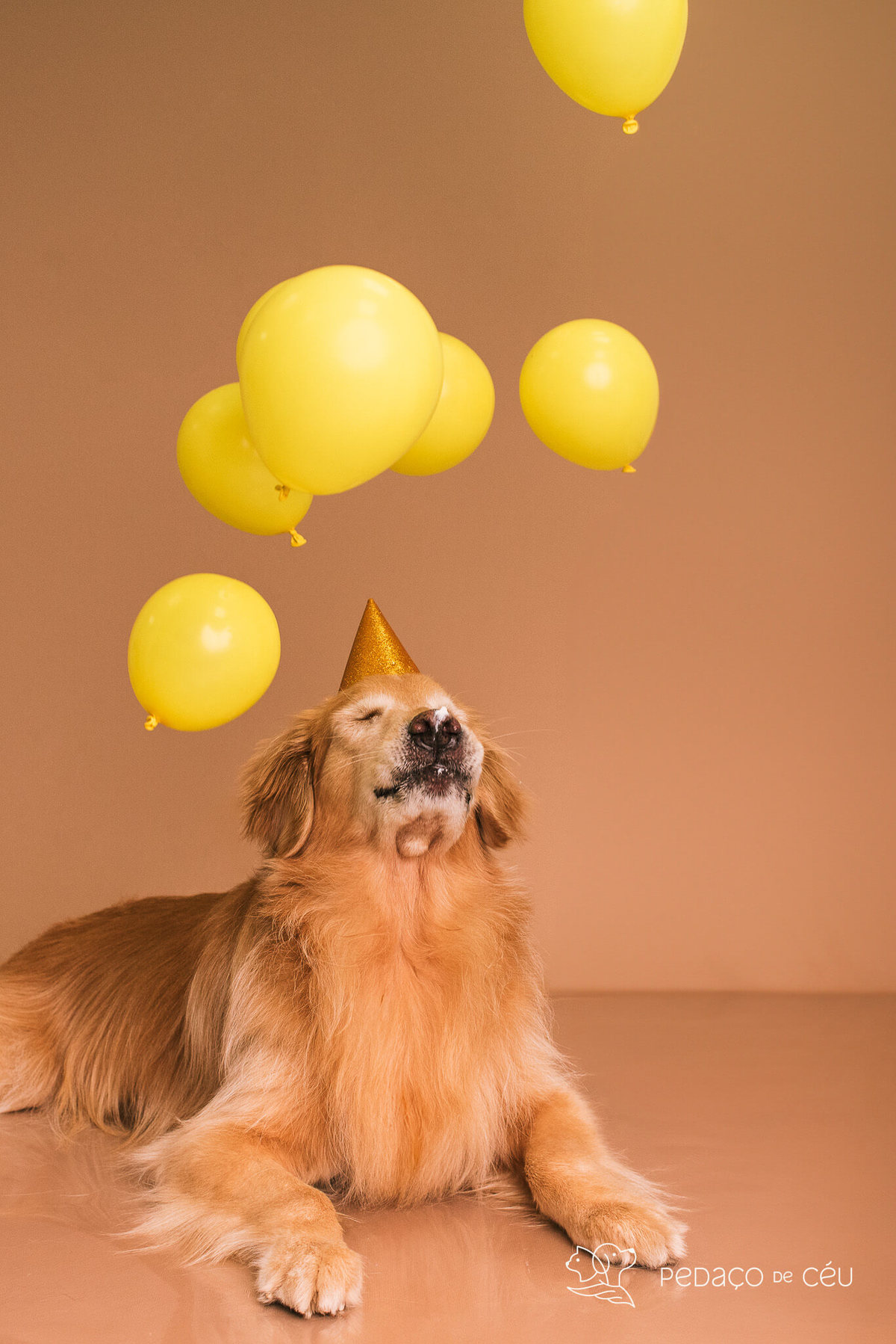 Ensaio Golden Retriever Rio de Janeiro 