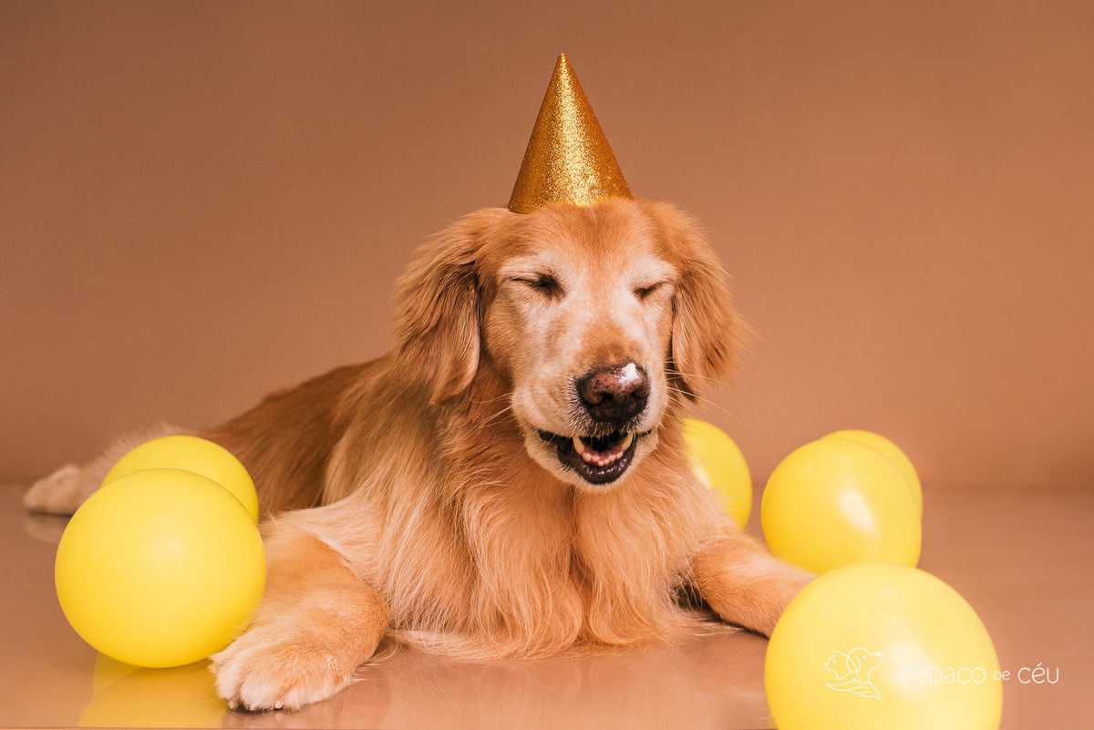 Ensaio Golden Retriever Rio de Janeiro 