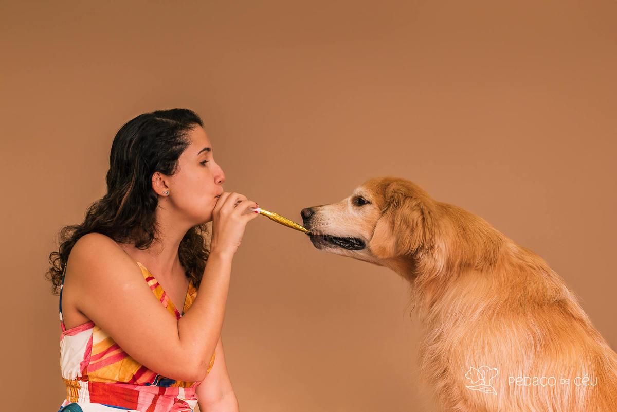 Ensaio Golden Retriever Rio de Janeiro 