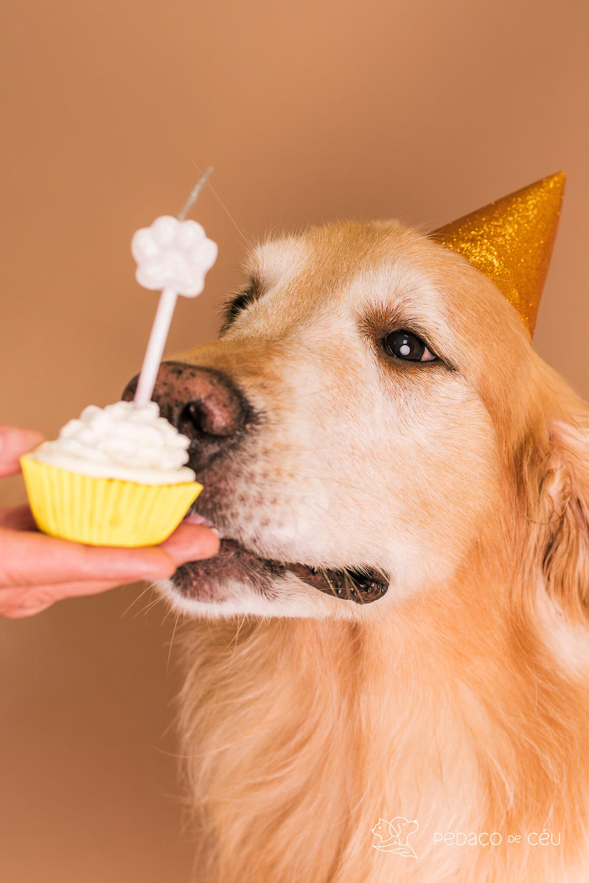 Ensaio Golden Retriever Rio de Janeiro 