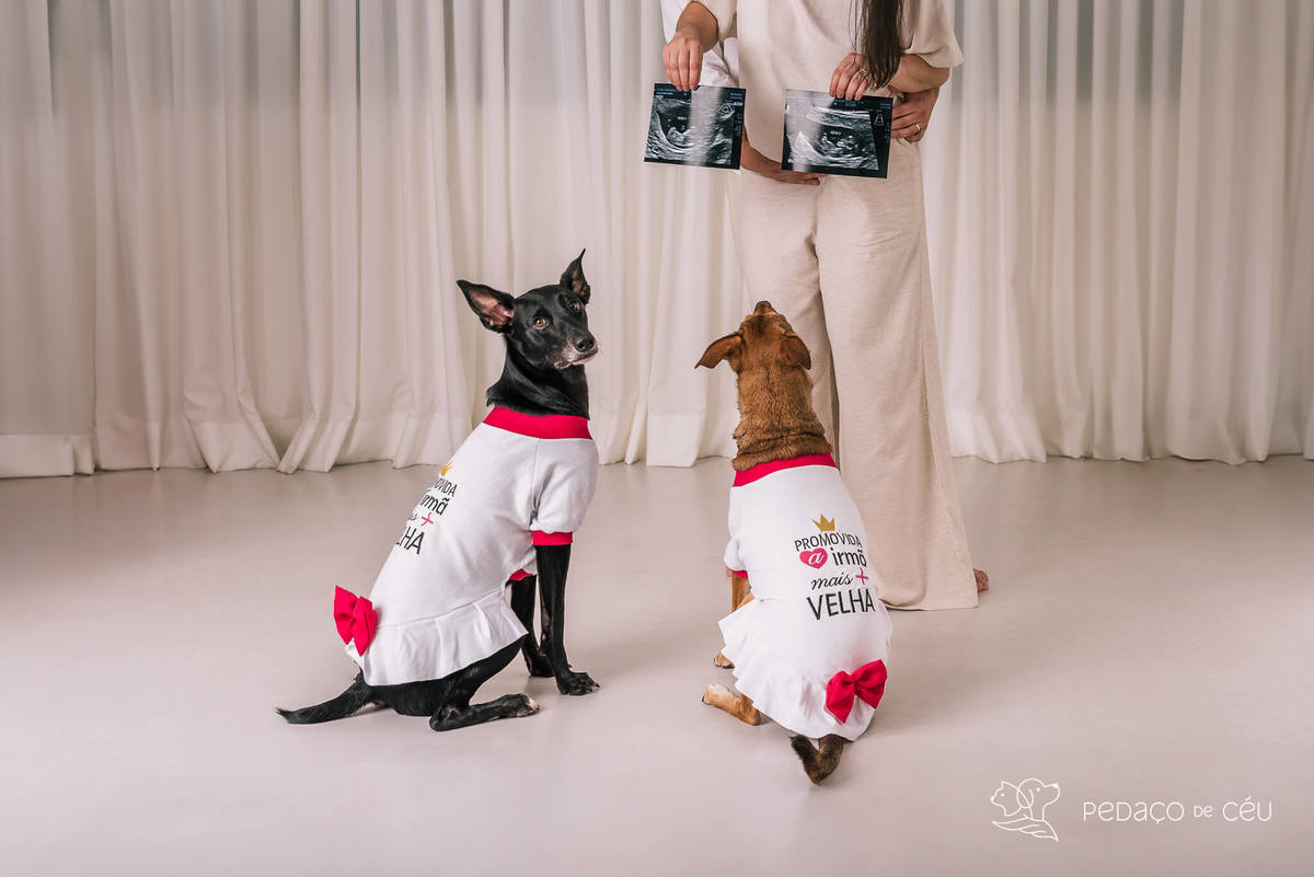 Ensaio pet Rio de Janeiro