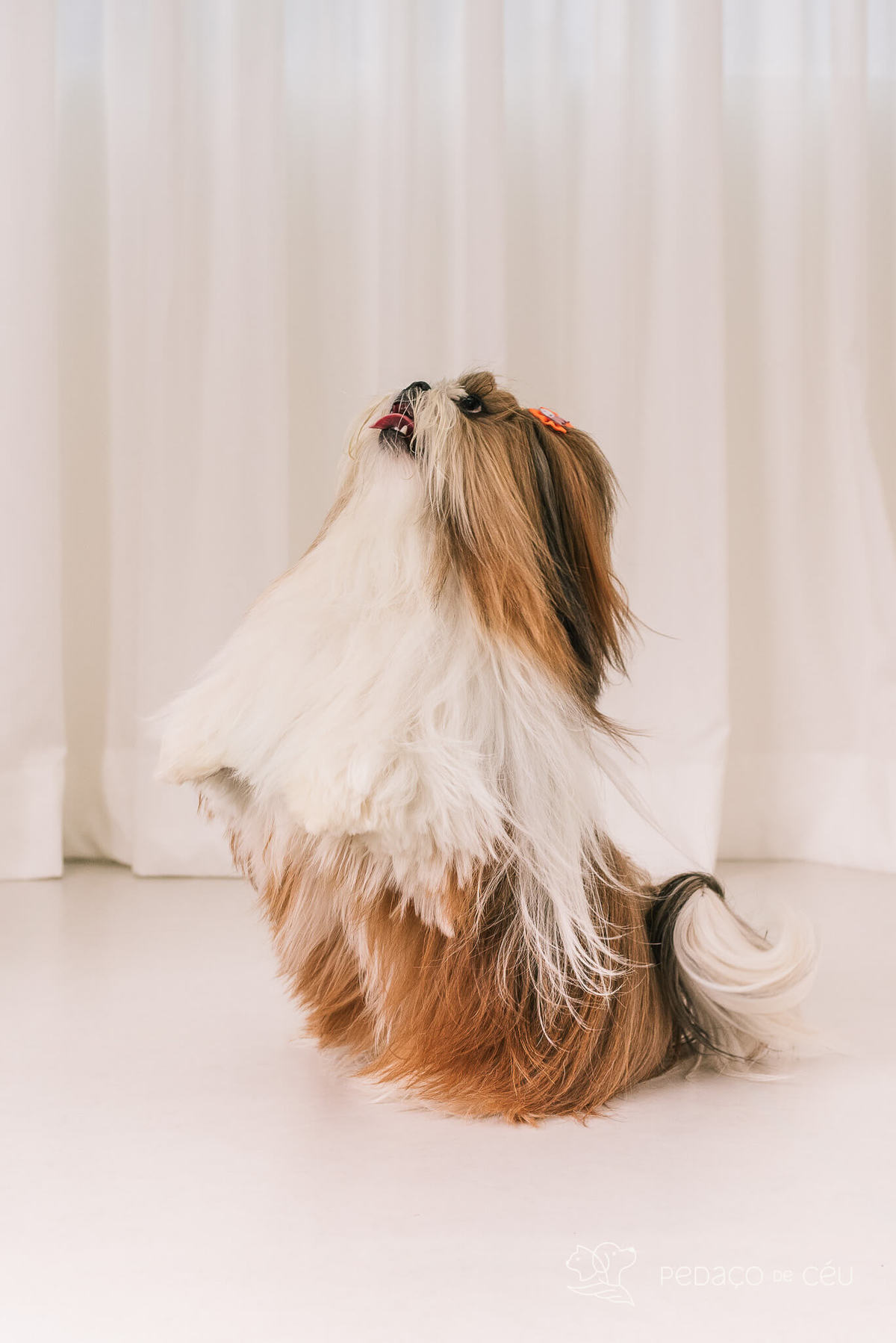 Ensaio Lhasa e shih tzu Rio de Janeiro