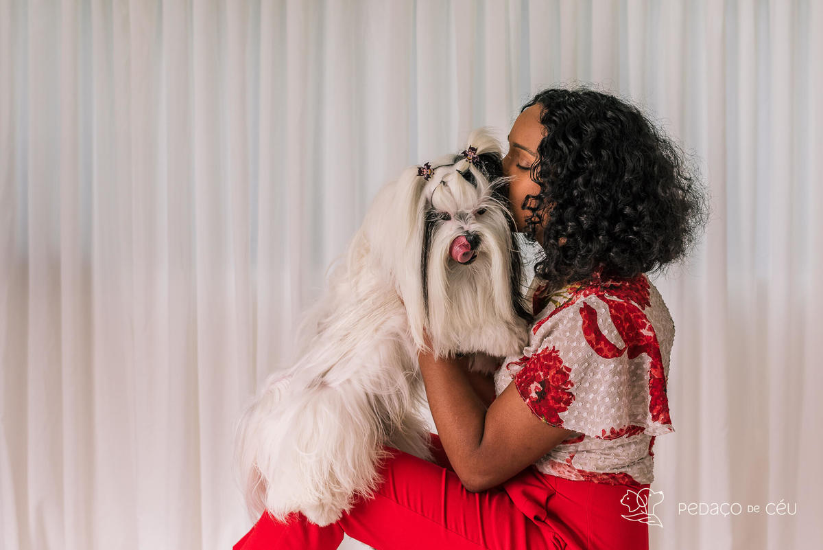 Ensaio Lhasa e shih tzu Rio de Janeiro