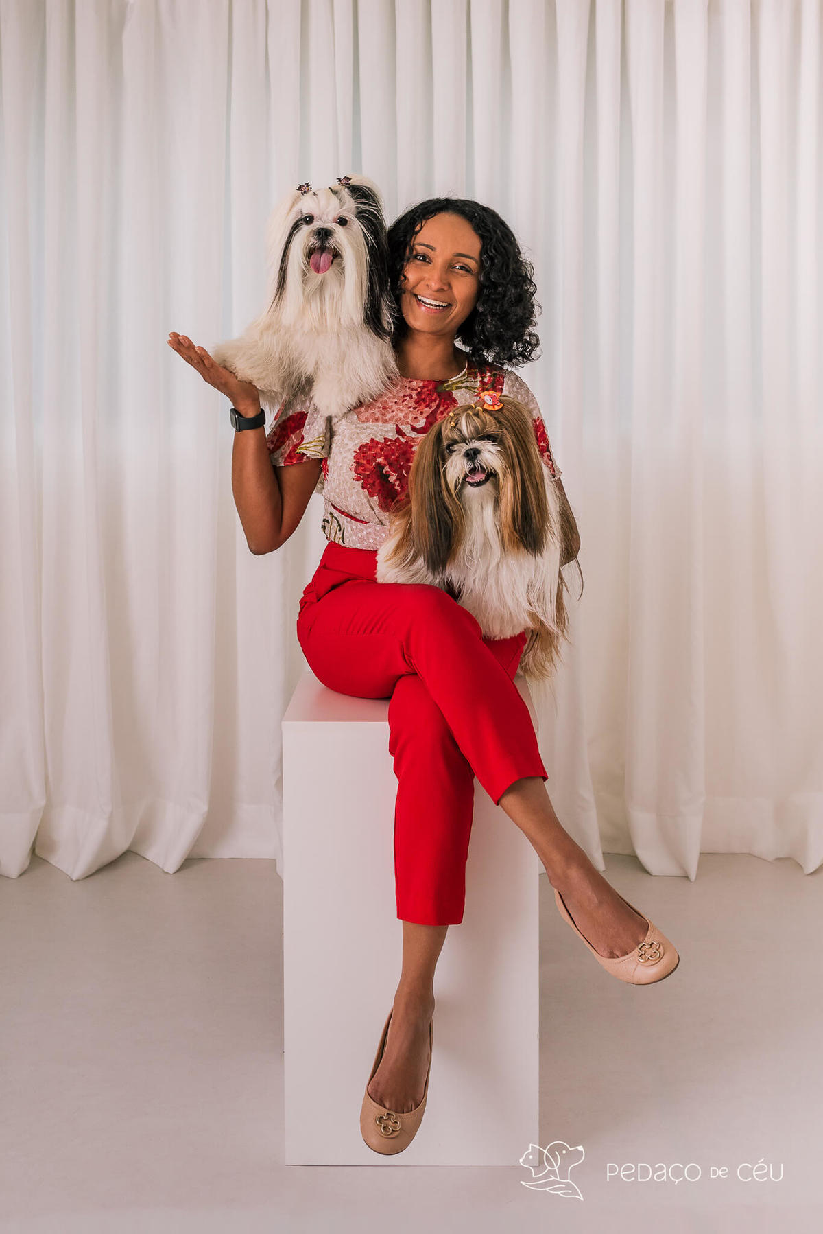 Ensaio Lhasa e shih tzu Rio de Janeiro