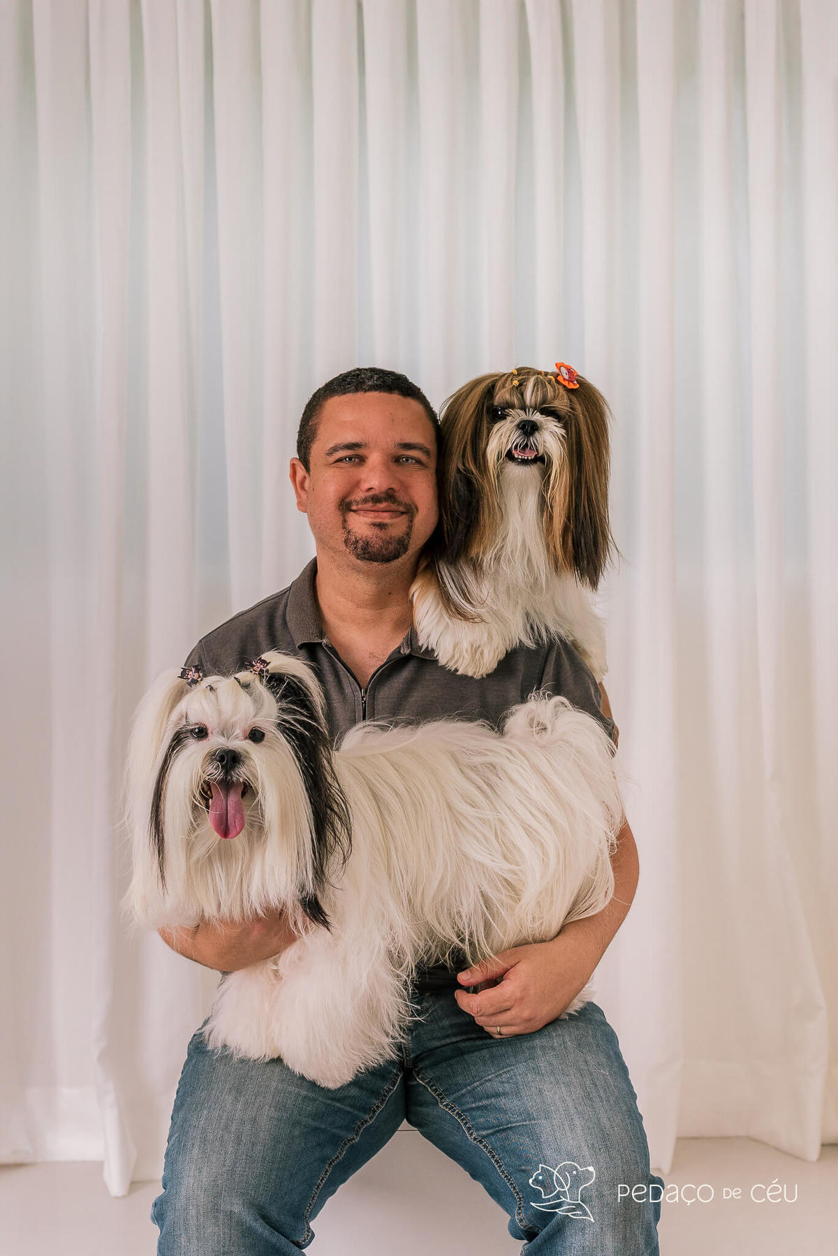 Ensaio Lhasa e shih tzu Rio de Janeiro