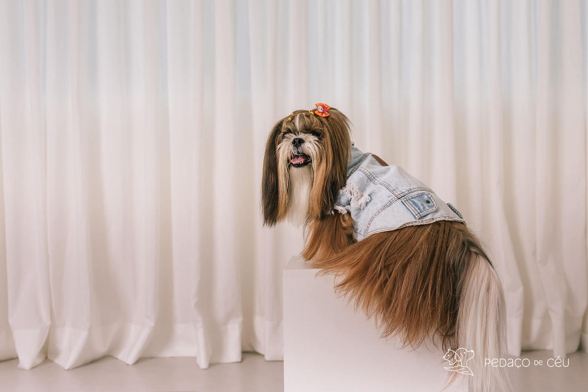 Ensaio Lhasa e shih tzu Rio de Janeiro