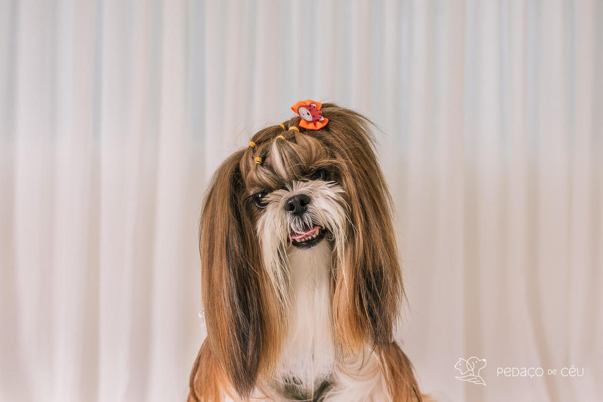 Ensaio Lhasa e shih tzu Rio de Janeiro