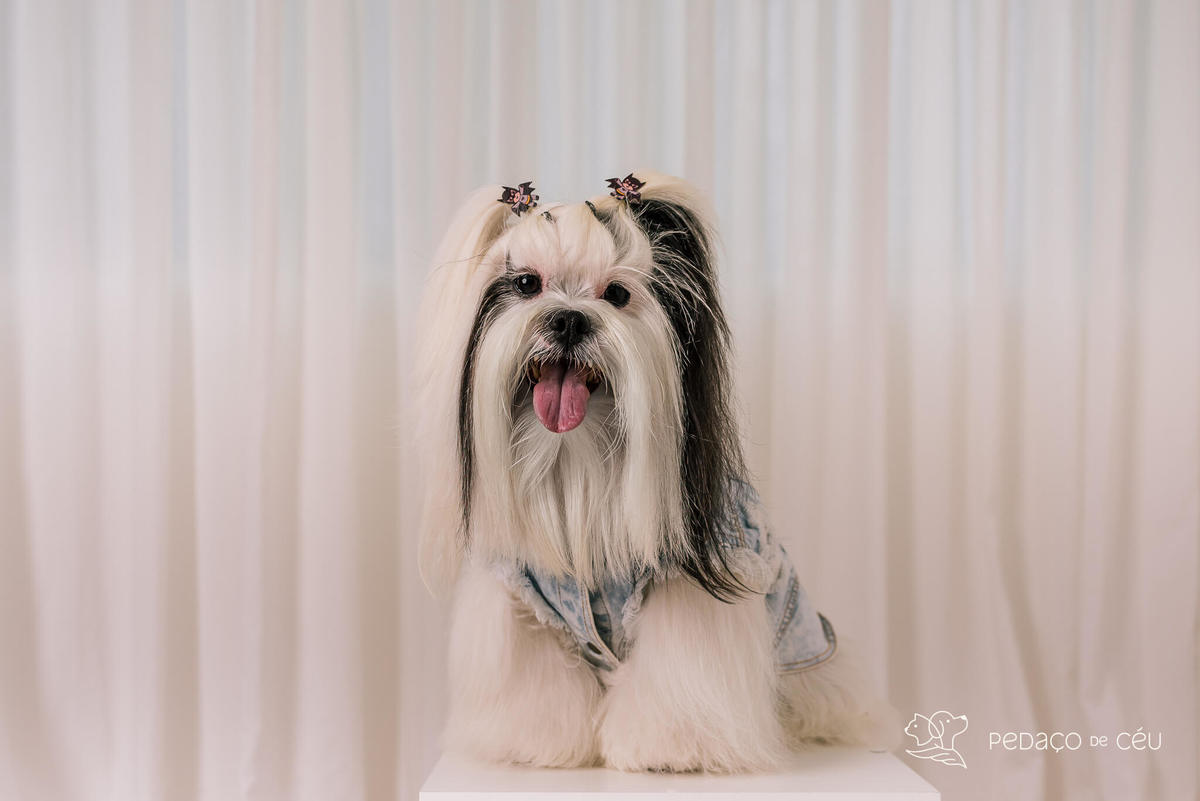 Ensaio Lhasa e shih tzu Rio de Janeiro