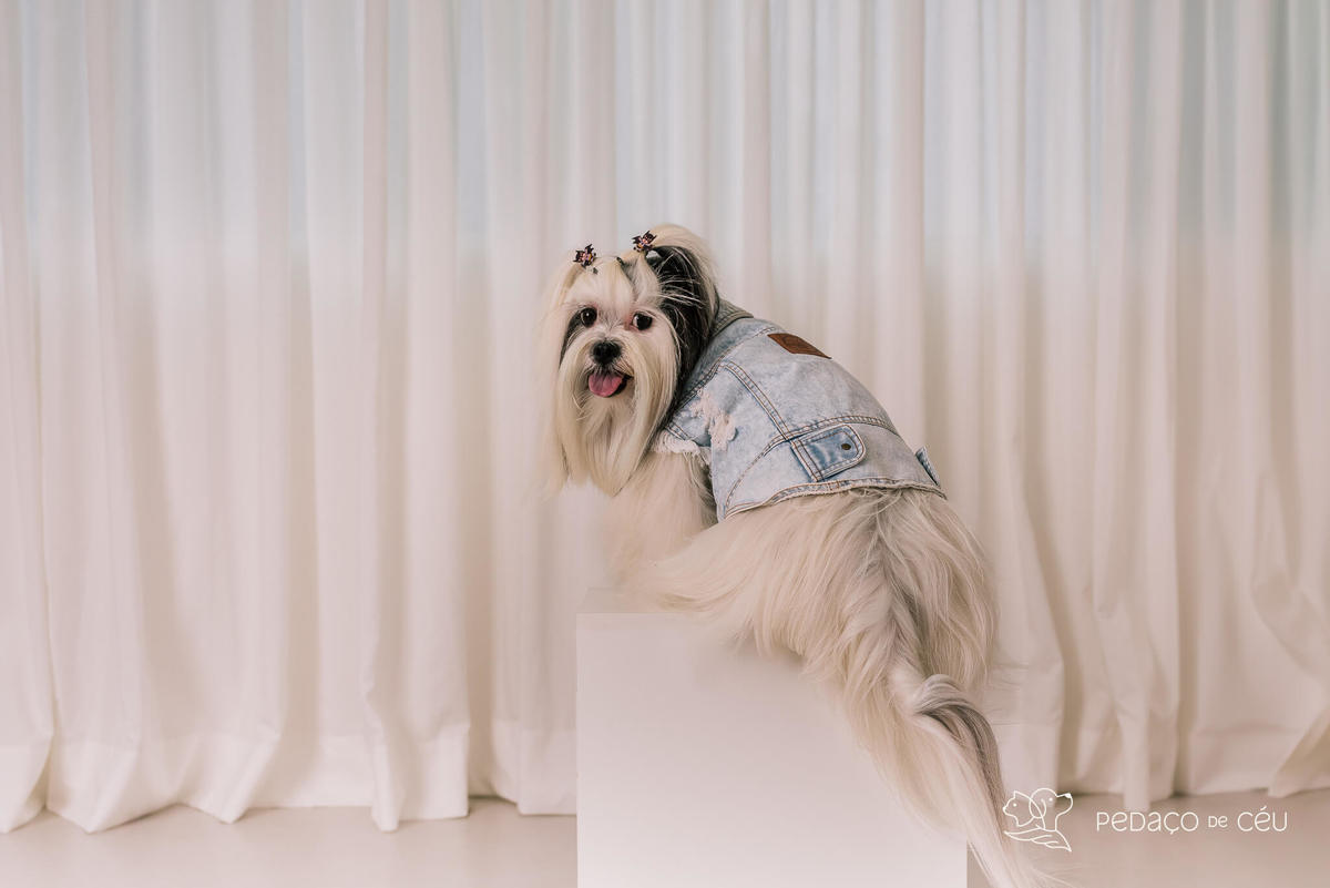 Ensaio Lhasa e shih tzu Rio de Janeiro