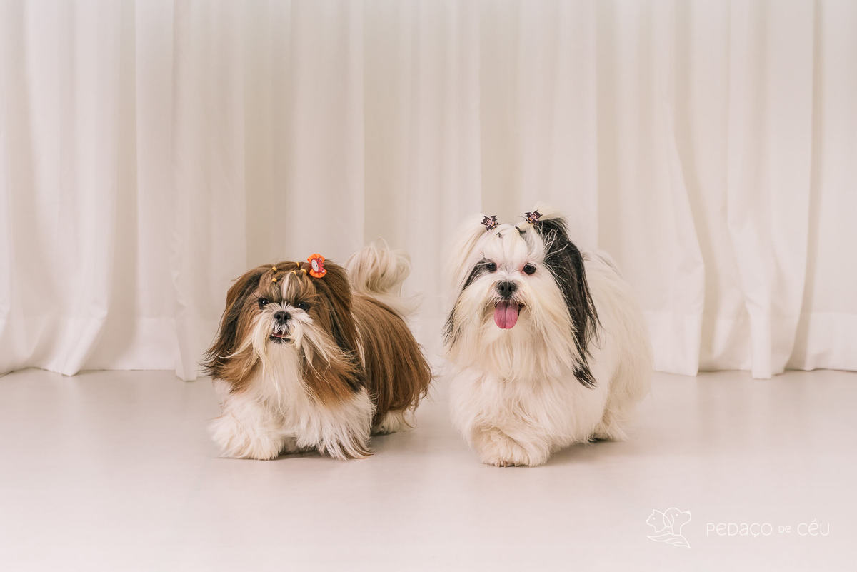 Ensaio Lhasa e shih tzu Rio de Janeiro