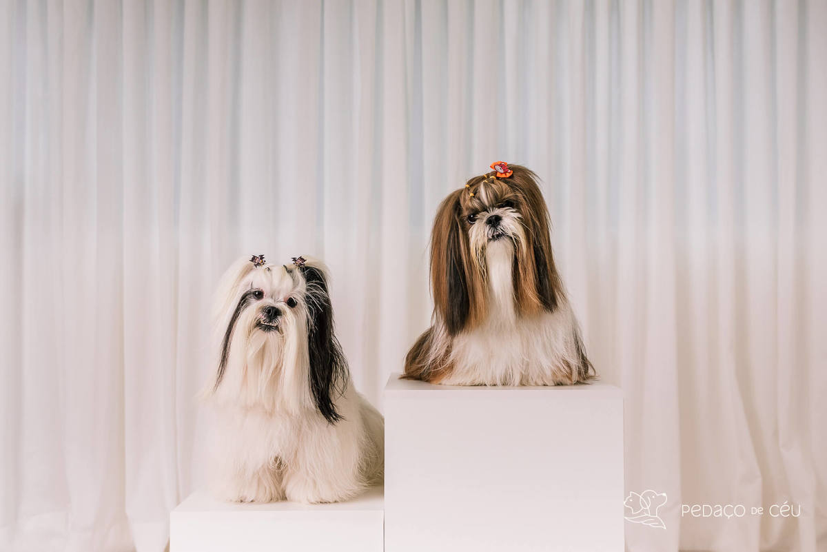 Ensaio Lhasa e shih tzu Rio de Janeiro