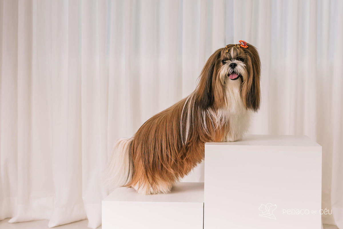 Ensaio Lhasa e shih tzu Rio de Janeiro