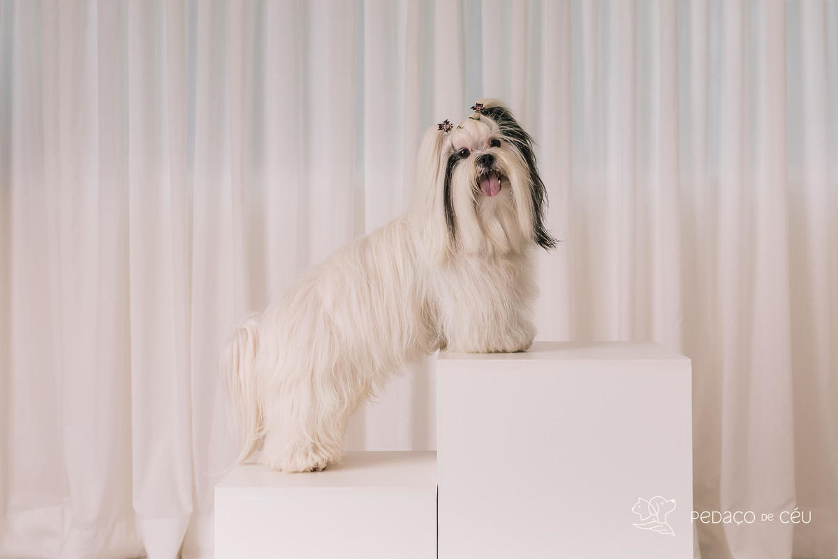 Ensaio Lhasa e shih tzu Rio de Janeiro