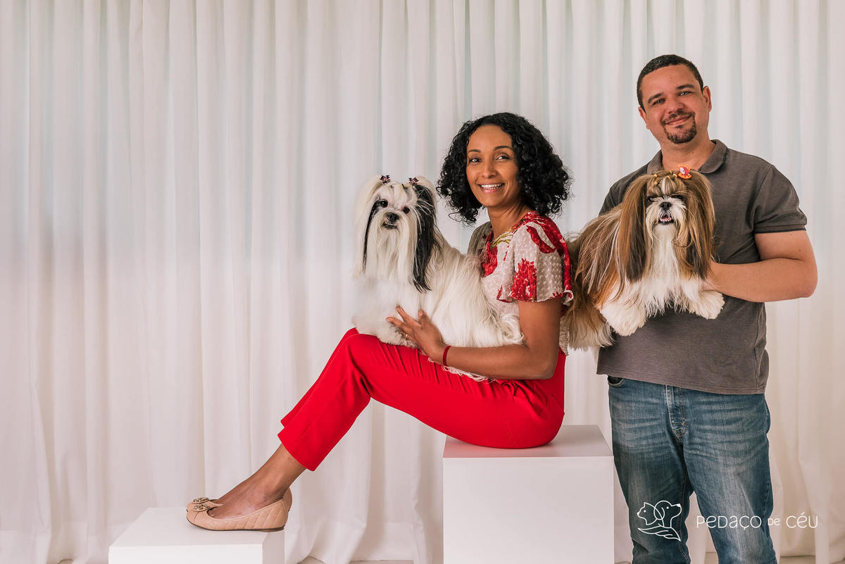 Ensaio Lhasa e shih tzu Rio de Janeiro